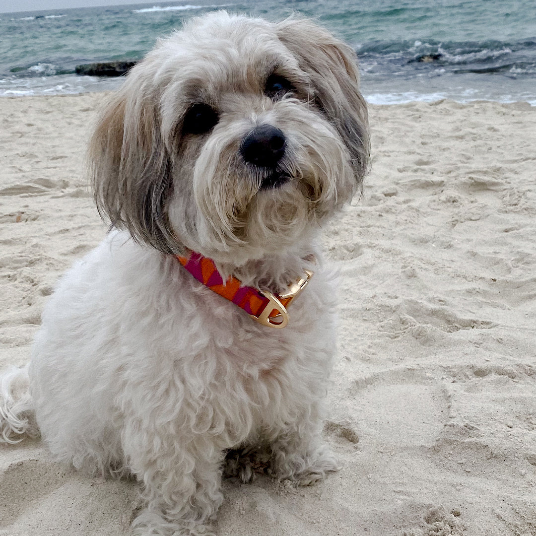 Leela Quantum H.E.A.L.® Jacquard Collar for Dogs