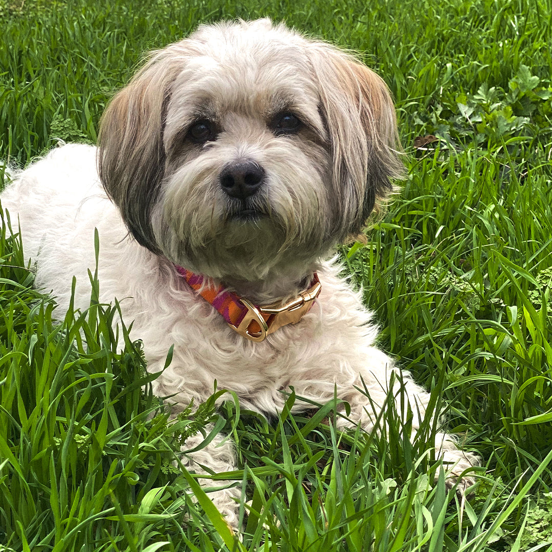 Leela Quantum H.E.A.L.® Jacquard Collar for Dogs